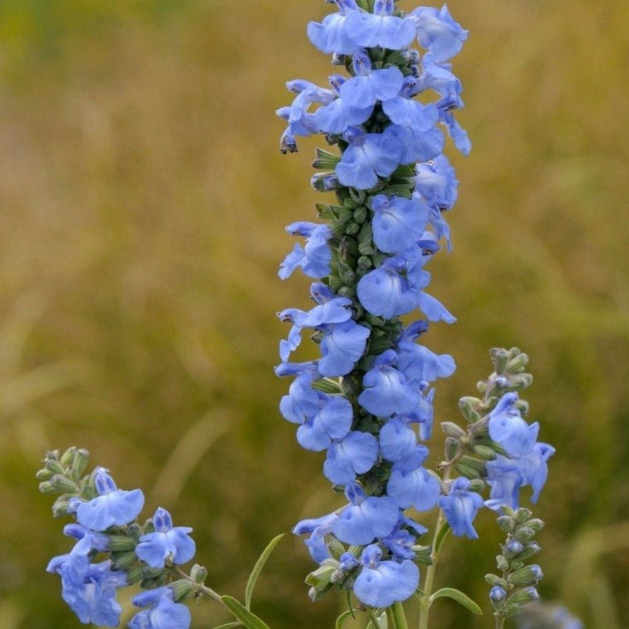 Salvia azurea (Azure Blue Sage)