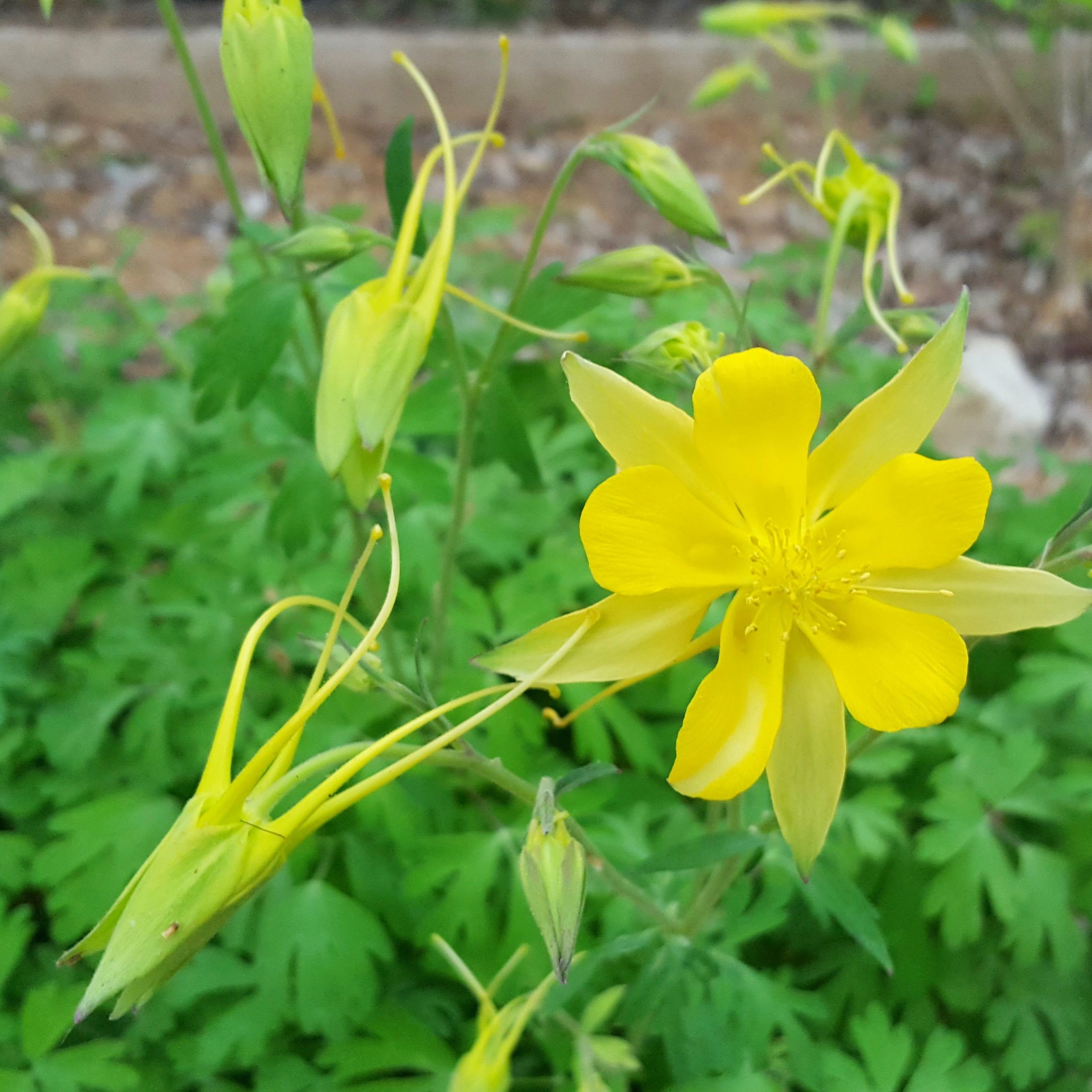 Aquilegia chrysantha hinckleyana (Yellow Columbine 'Texas Gold')