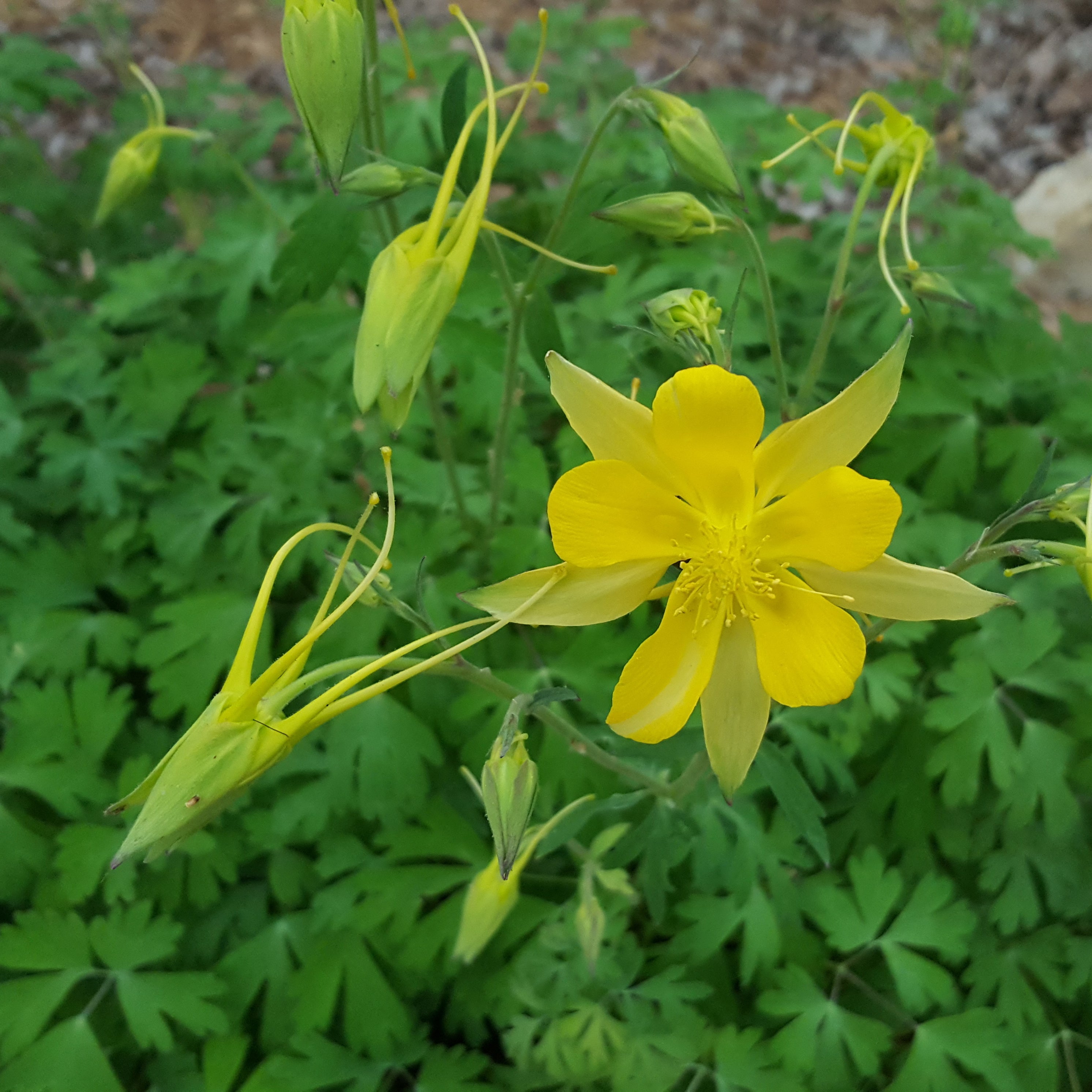 Aquilegia chrysantha hinckleyana (Yellow Columbine 'Texas Gold')