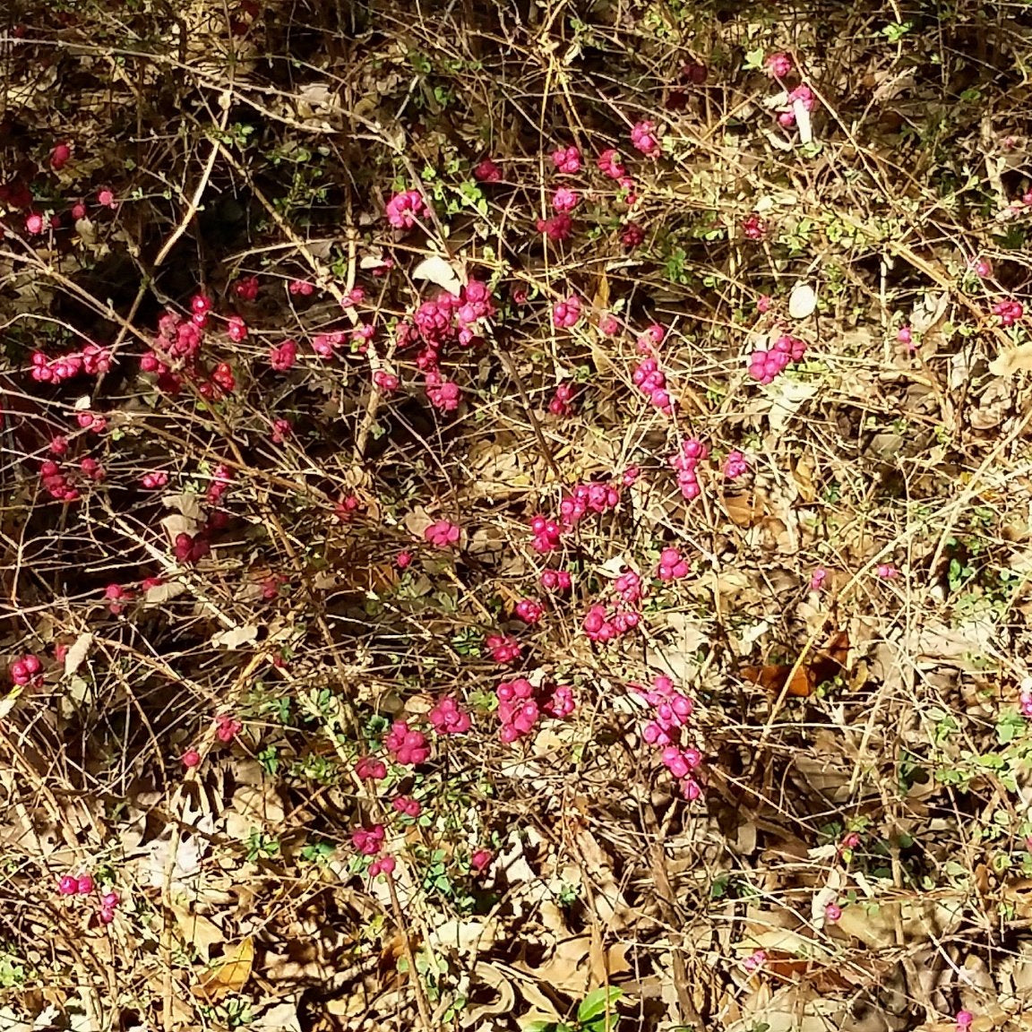 Coralberry (Symphoricarpos orbiculatus)