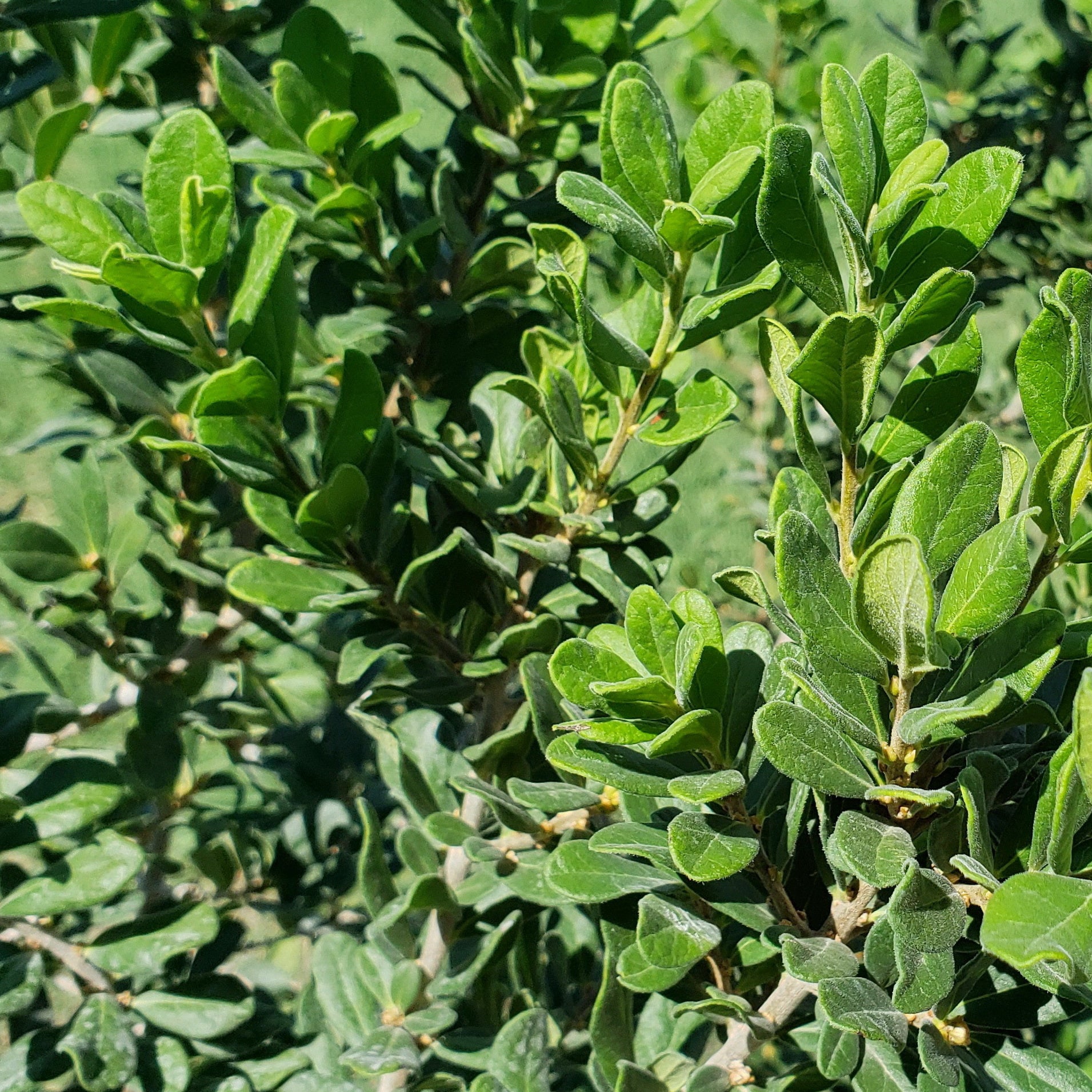 Elbow bush (Forestiera pubescens)