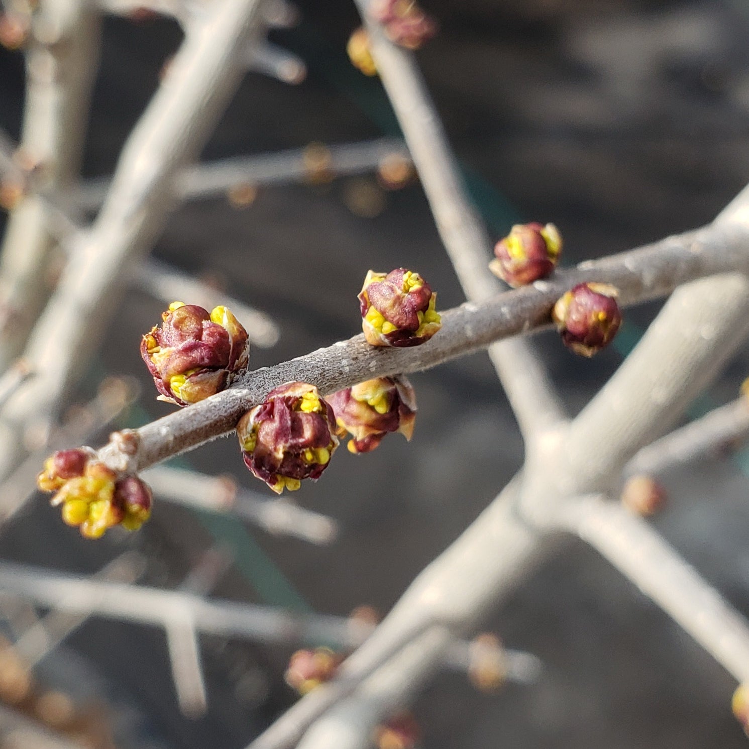 Elbow Bush (Forestiera pubescens)