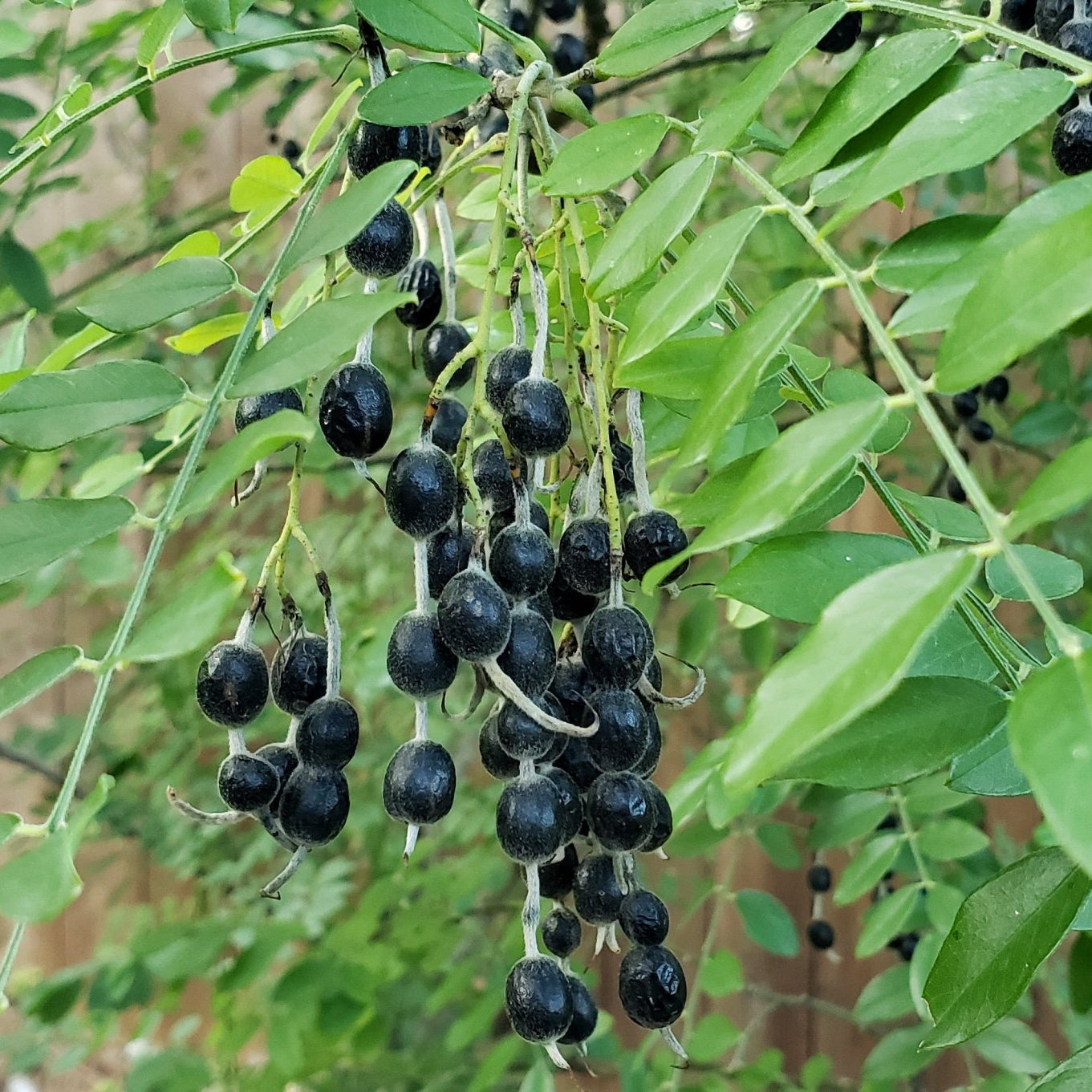 Styphnolobium affine (Eve's Necklace)