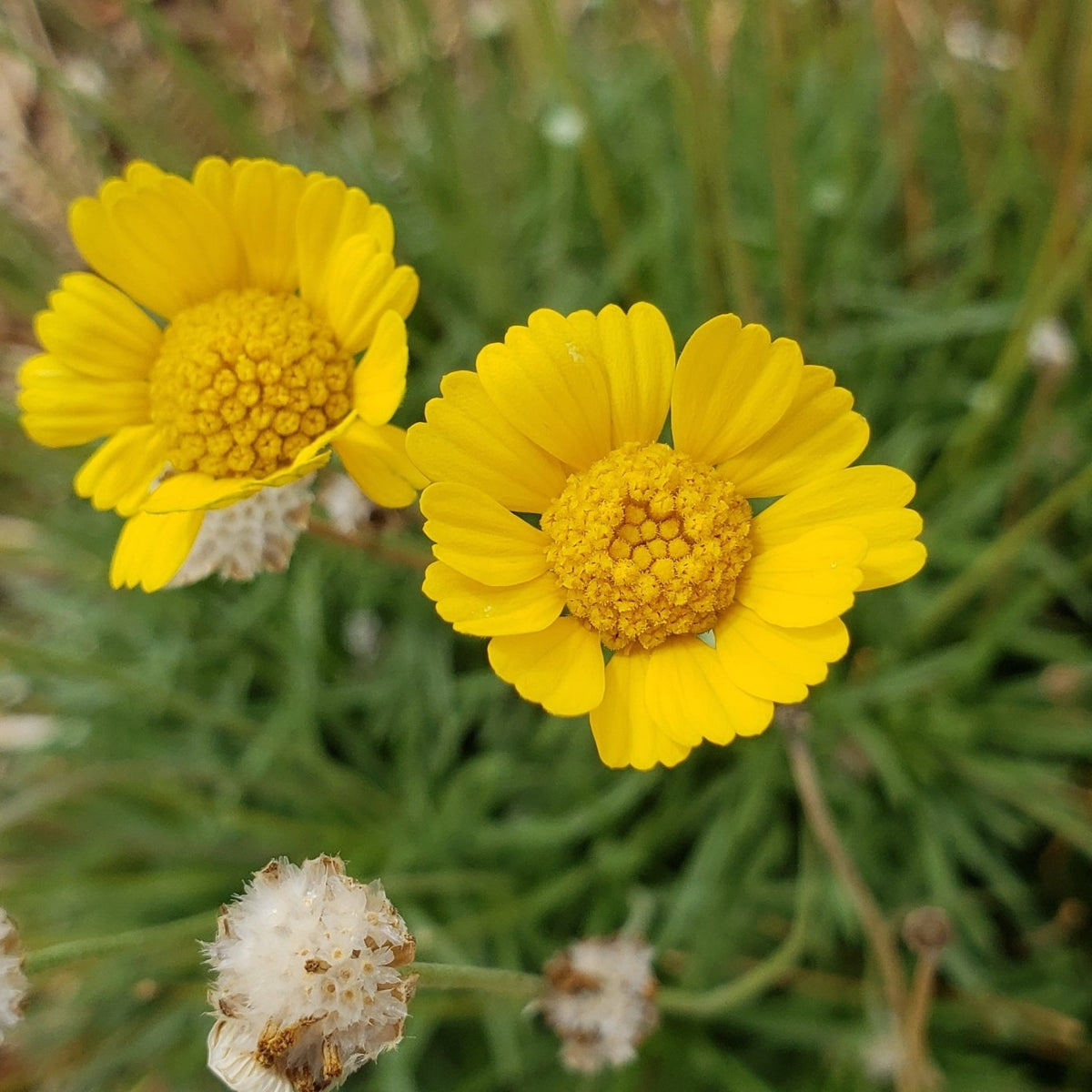 Four-nerve daisy (Tetraneuris scaposa)