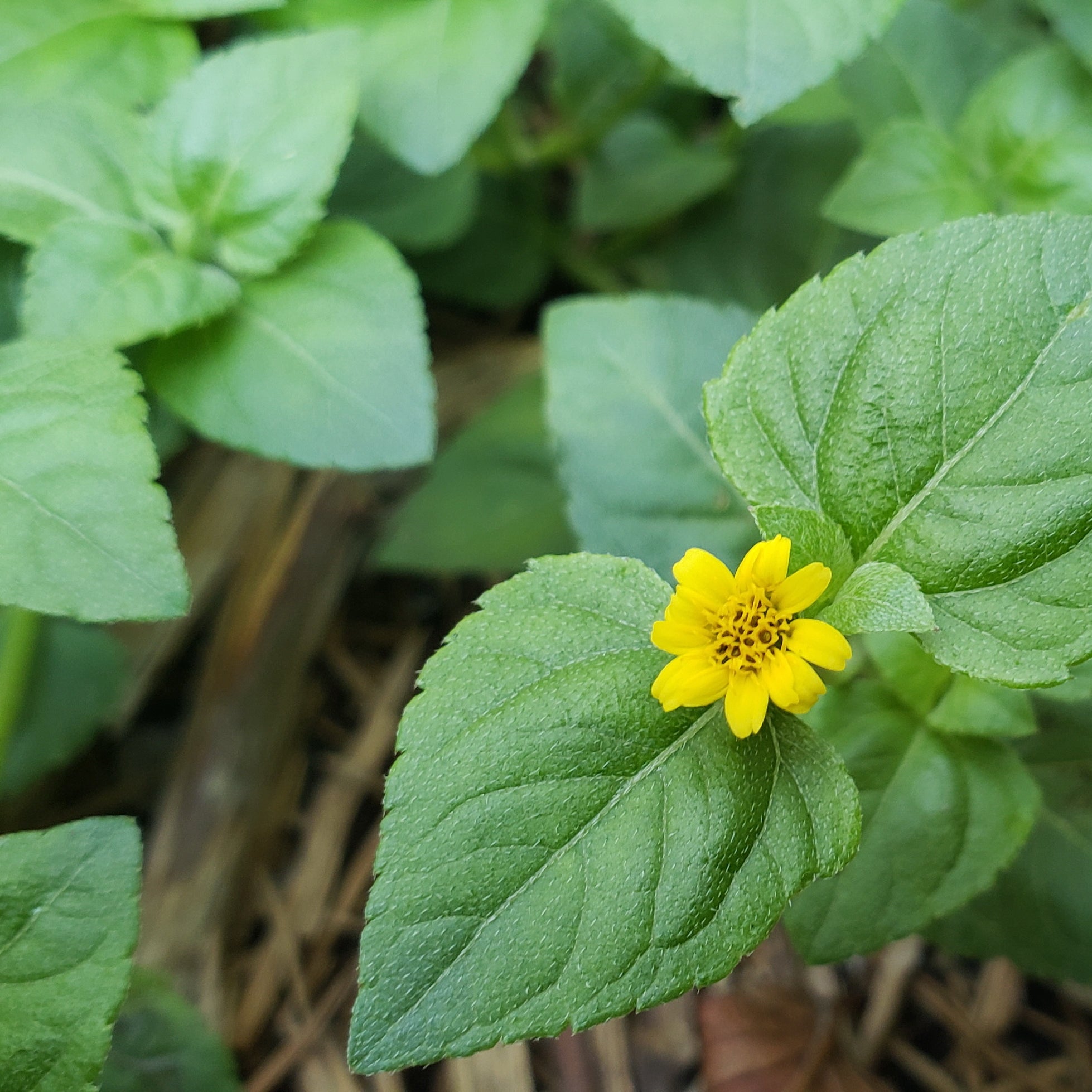 Calyptocarpus vialis (Horseherb)