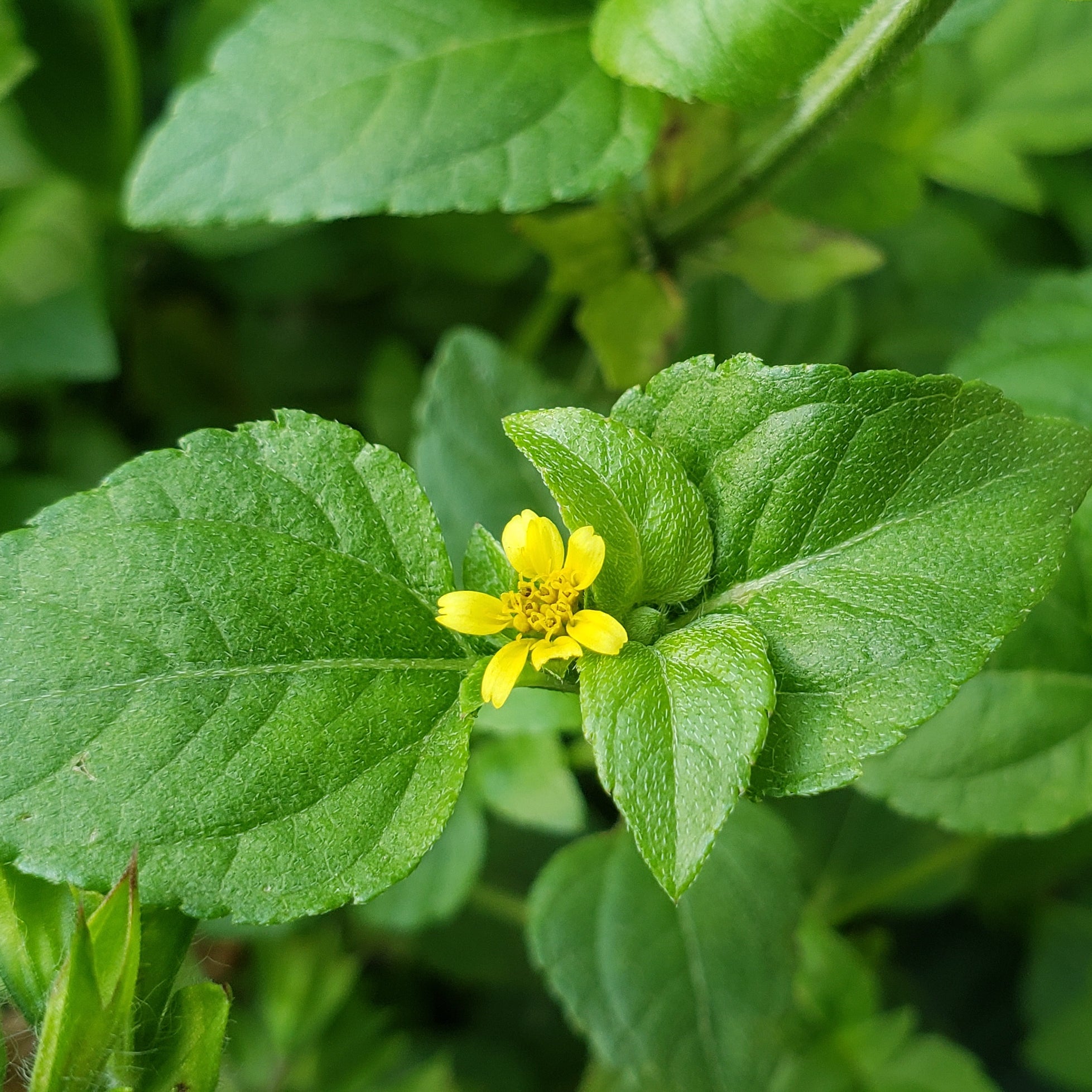 Calyptocarpus vialis (Horseherb)