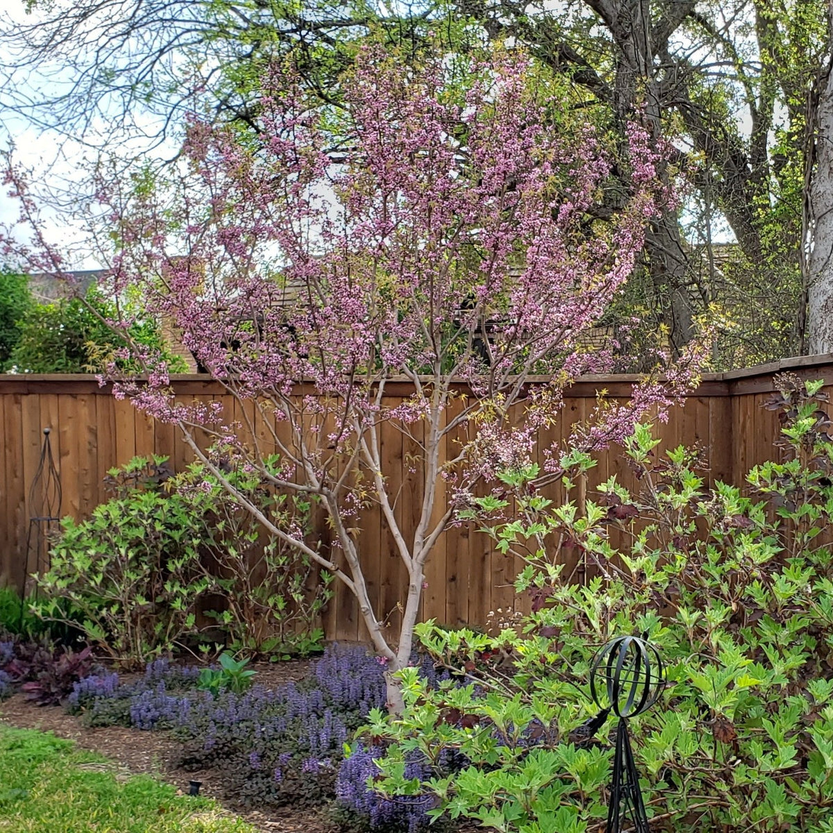 Mexican Buckeye (Ungnadia speciosa)