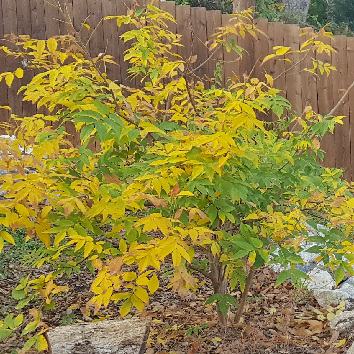 Mexican Buckeye (Ungnadia speciosa)