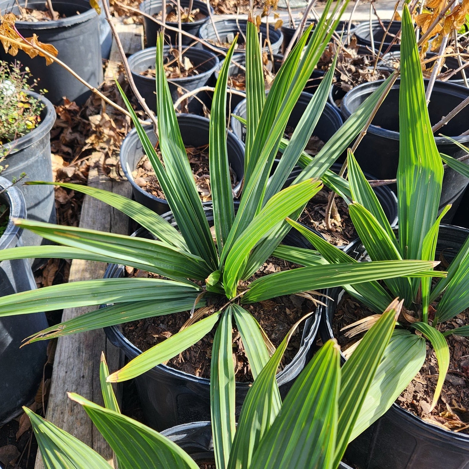 Sabal minor (Dwarf Palmetto)