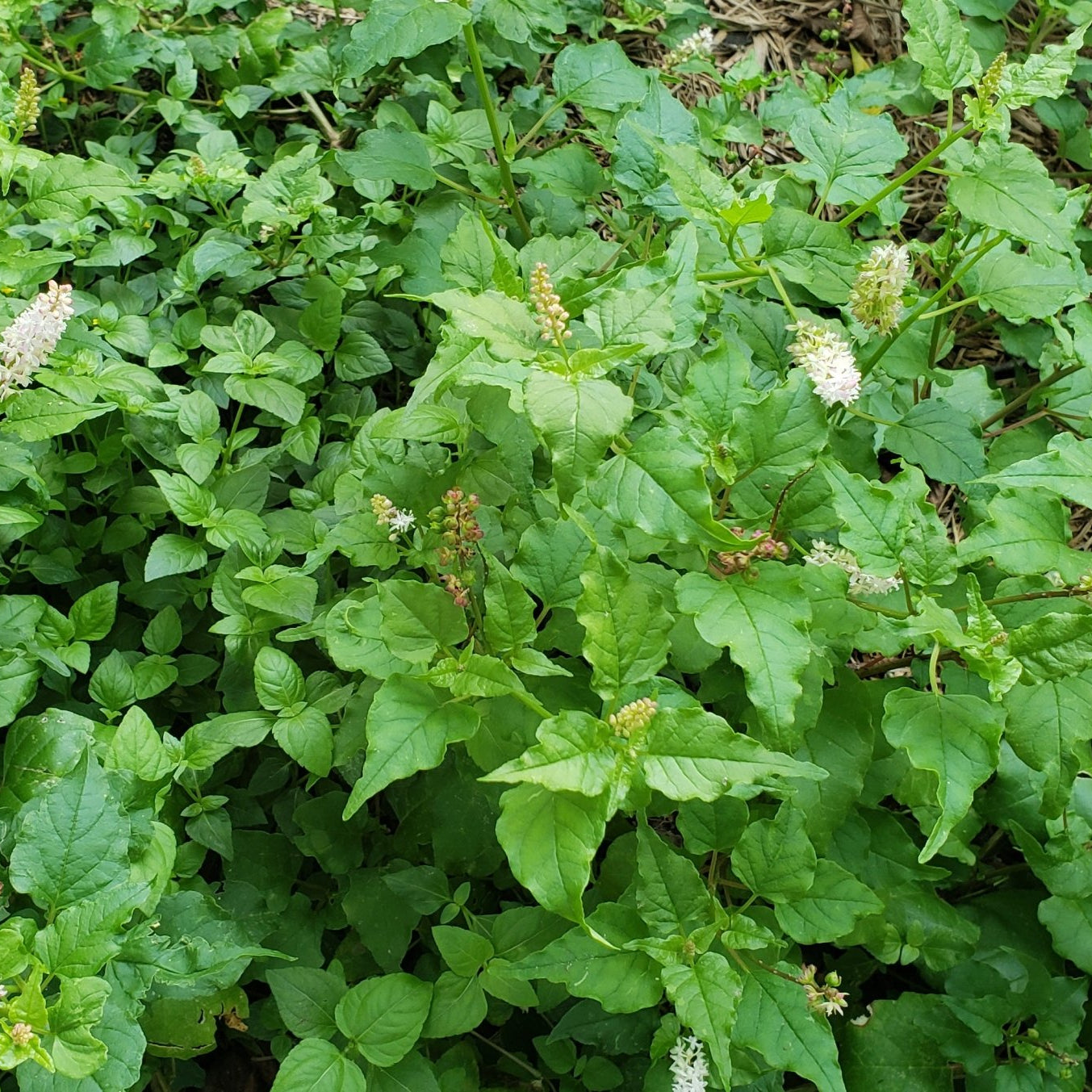 Pigeonberry (Rivina humilis)