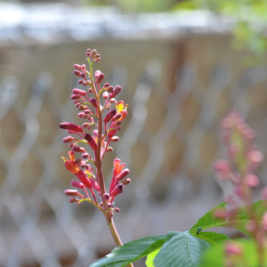 Red Buckeye (Aesculus pavia)