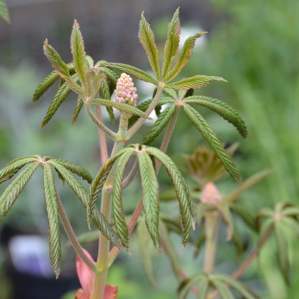 Red Buckeye (Aesculus pavia)