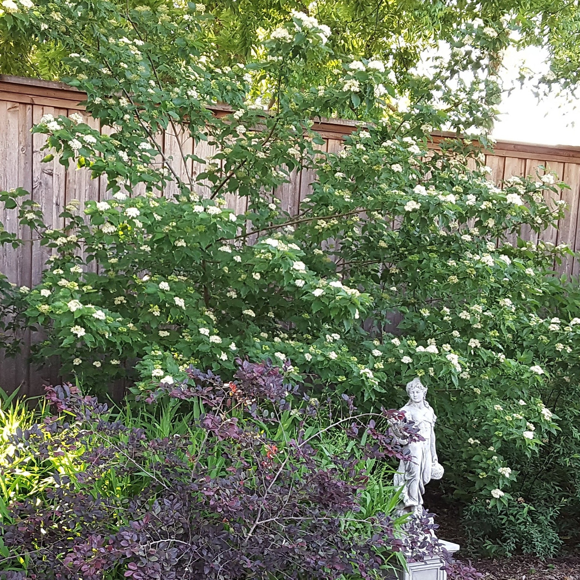 Roughleaf dogwood (Cornus drummondii)