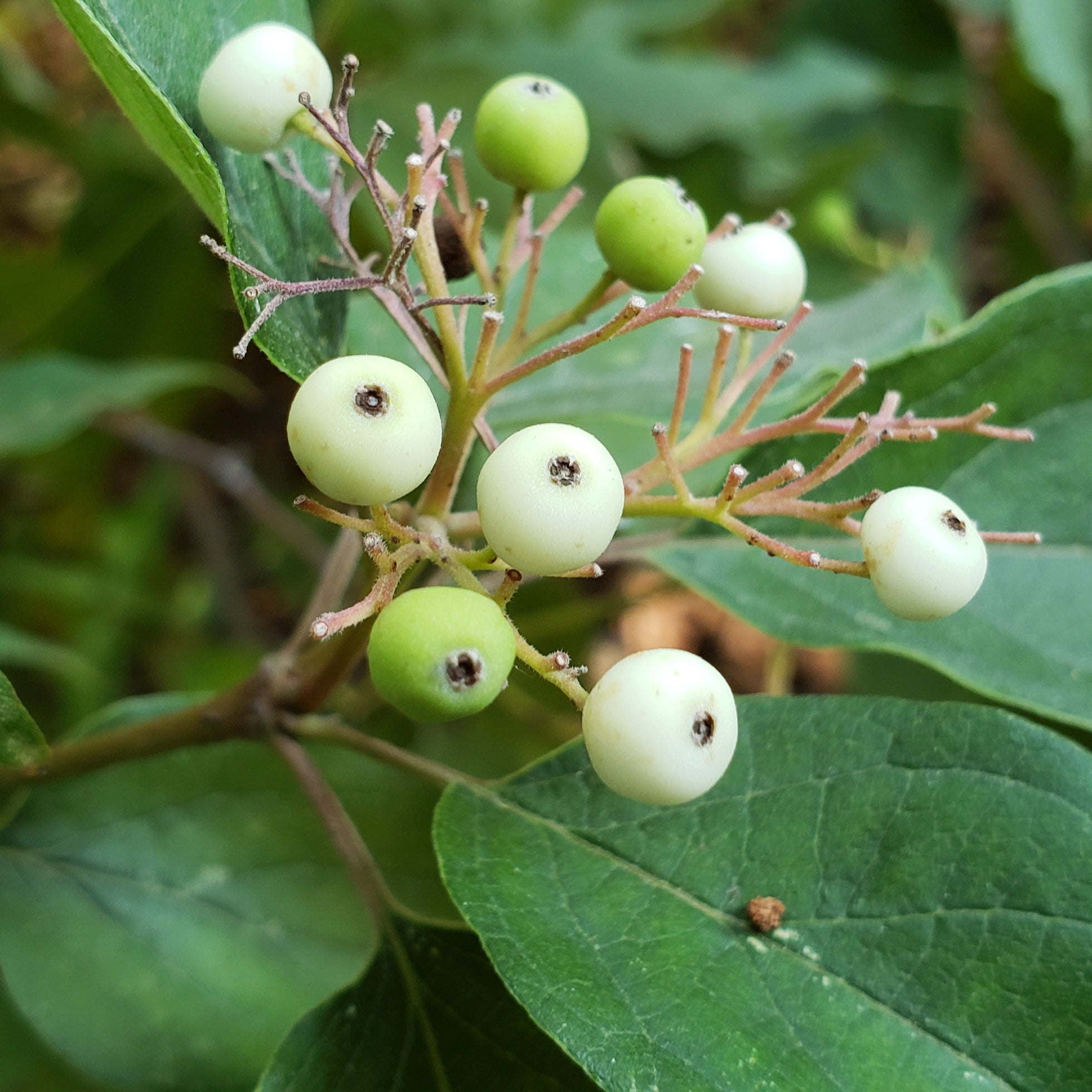 Roughleaf dogwood (Cornus drummondii)