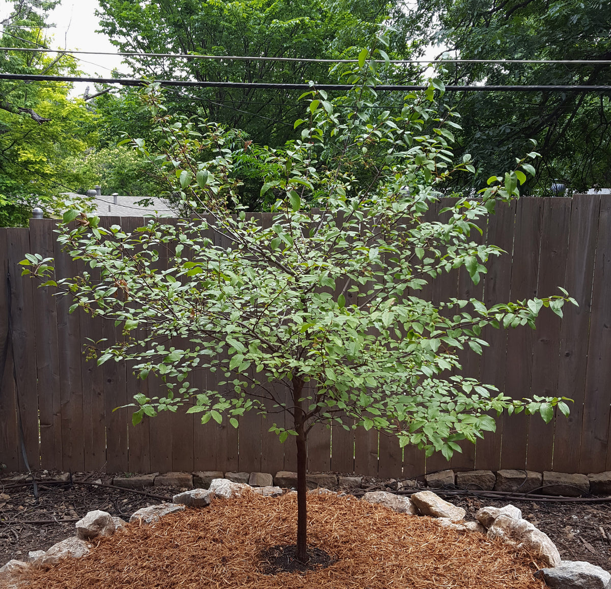 Viburnum rufidulum (Rusty Blackhaw Viburnum)