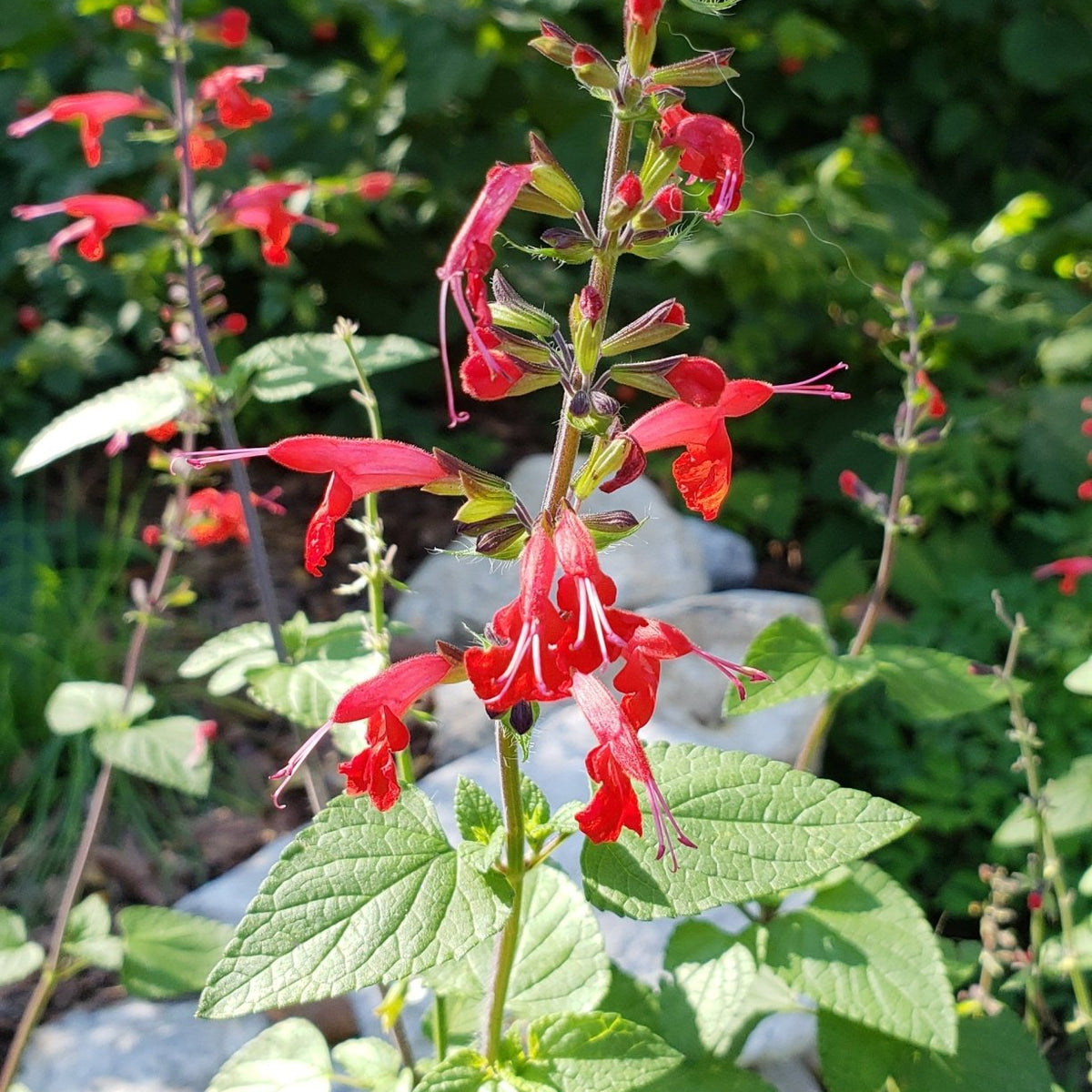 Scarlet Sage (Salvia coccinea)