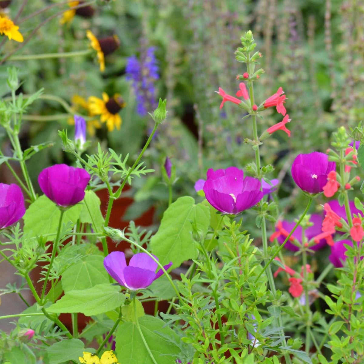 Callirhoe involucrata (Winecup)