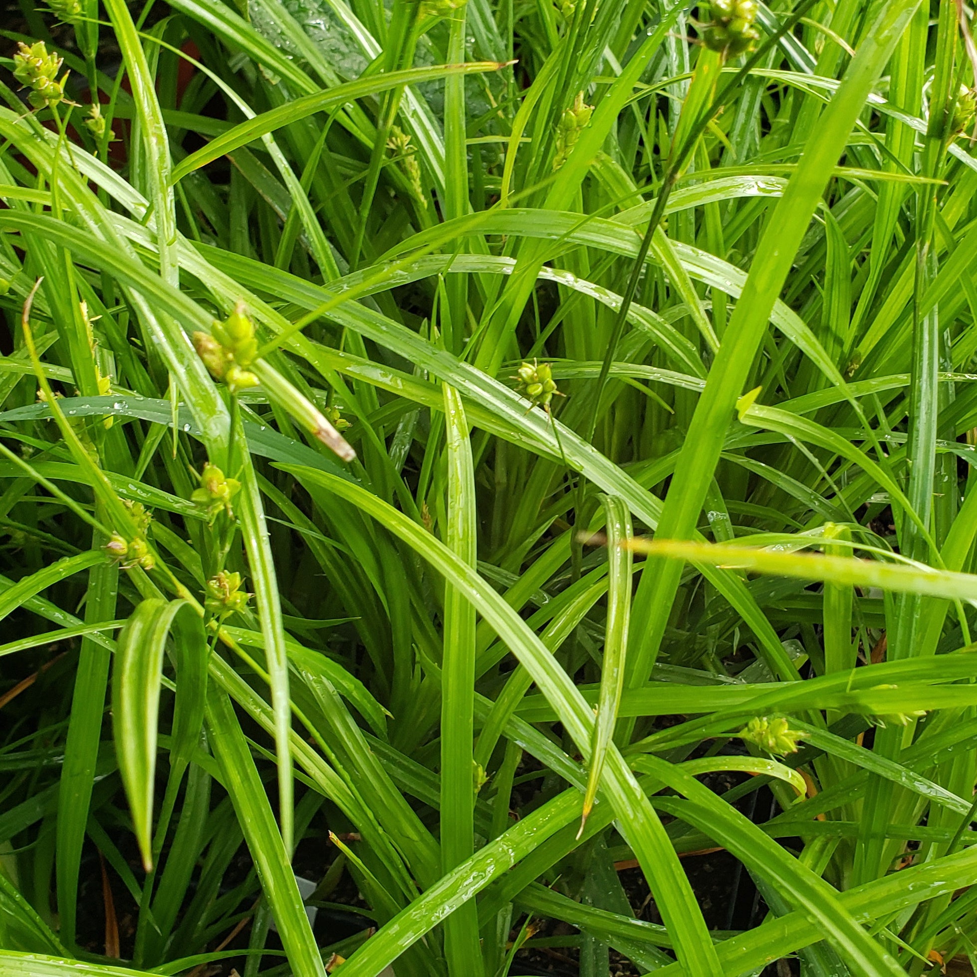 Woodland Sedge (Carex blanda)
