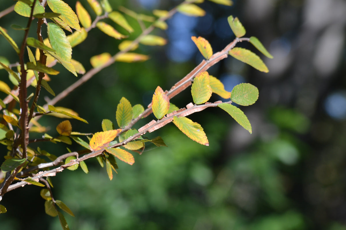 Ulmus crassifolia (Cedar Elm)