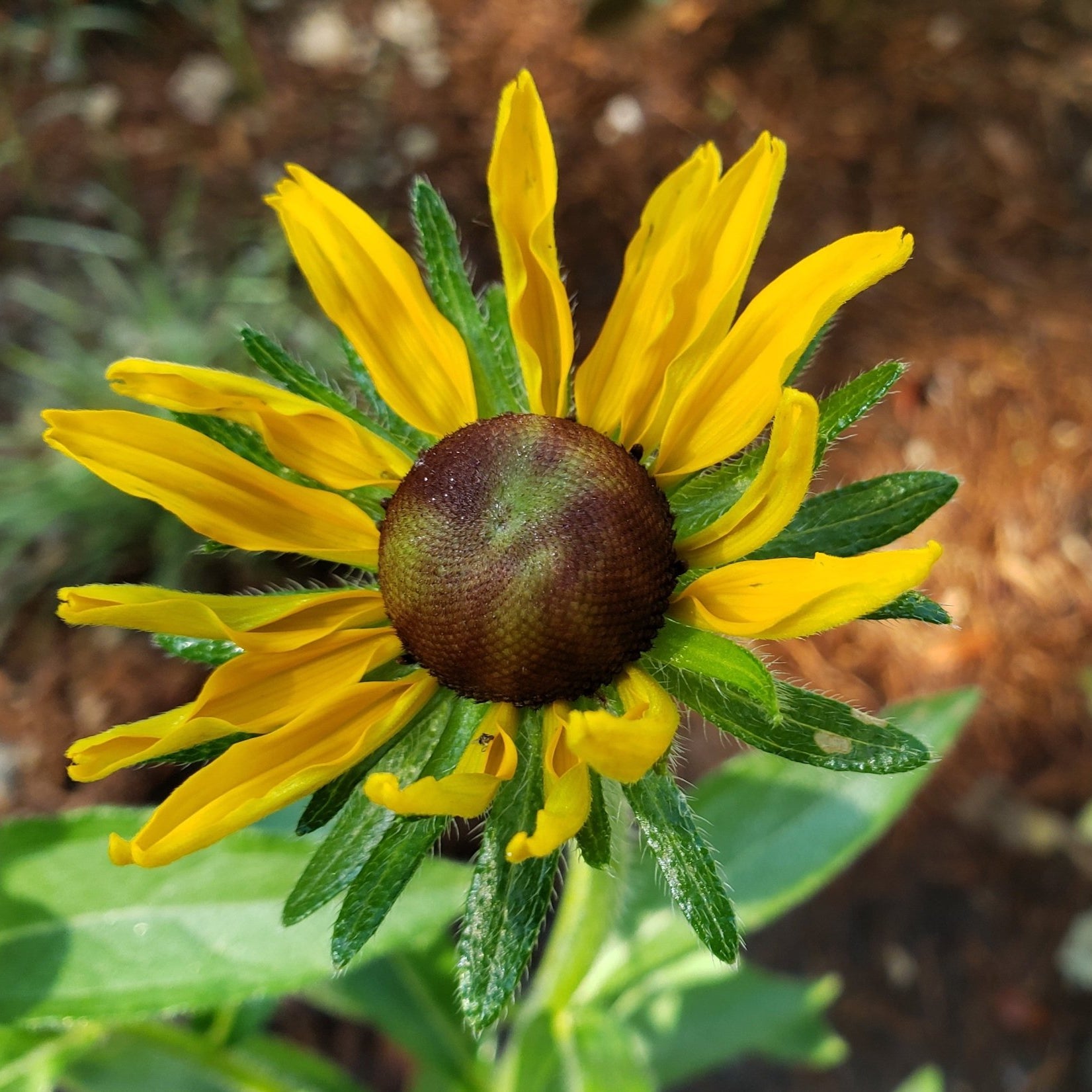 Brown-Eyes Susan (Rudbeckia hirta)