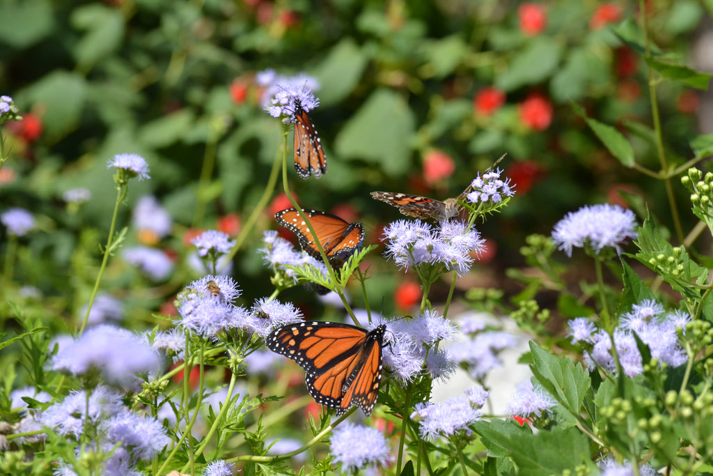 Pollinator friendly perennials for beginners