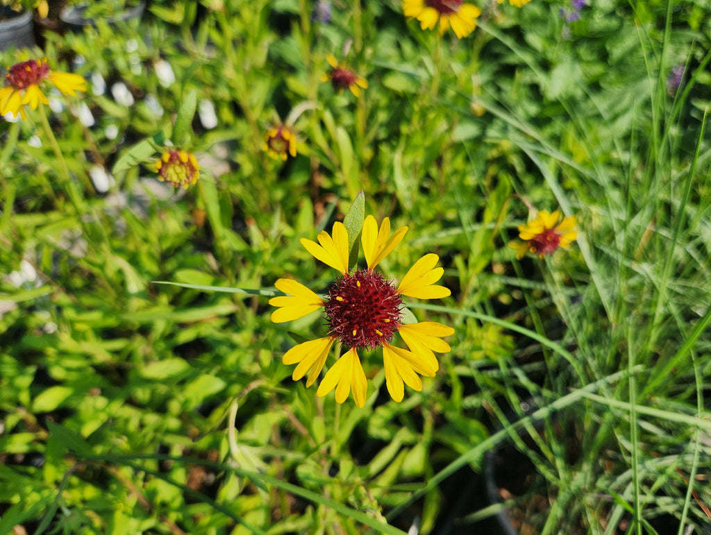 Gaillardia aestivalis (Lanceleaf Blanketflower)