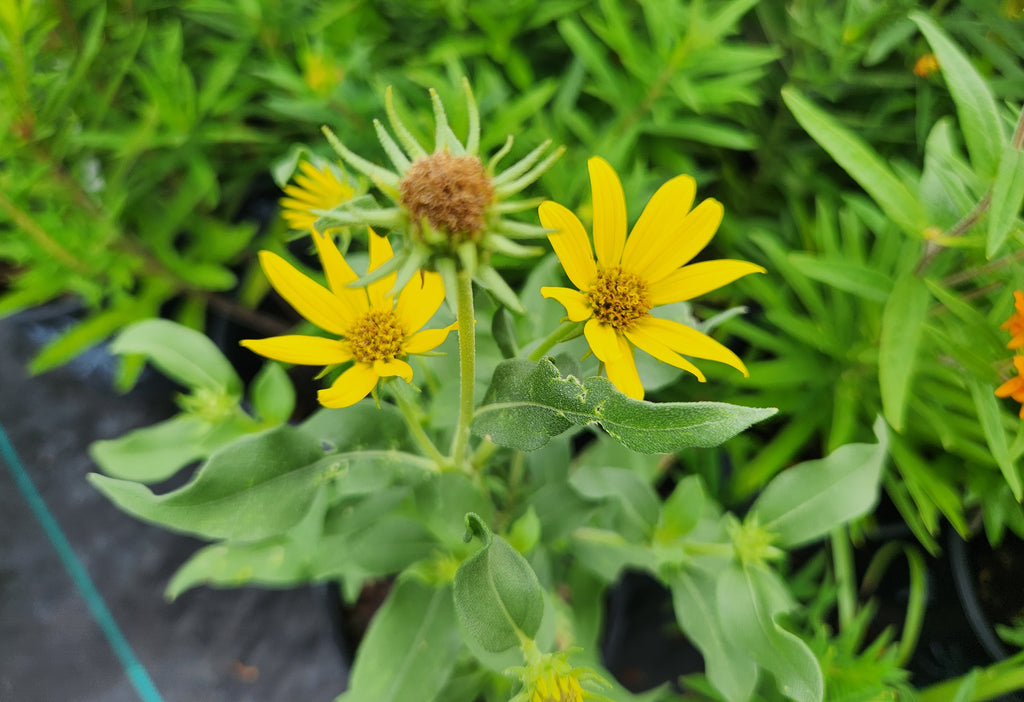 Helianthus maximiliani (Maximilian Sunflower)