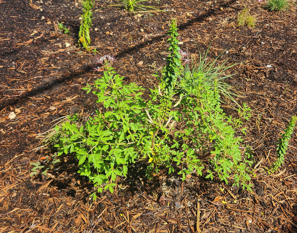 Polanisia dodecandra (Clammyweed)