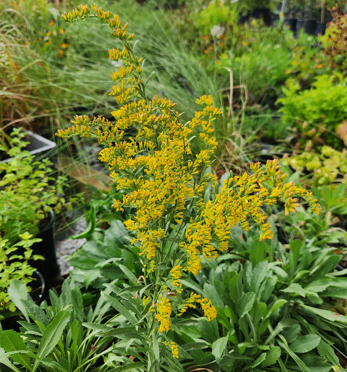 Solidago nemoralis (Gray Goldenrod)
