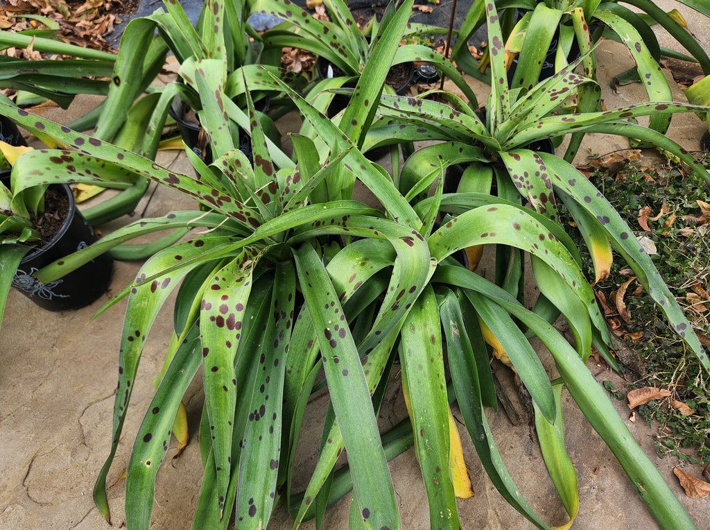 Manfreda maculosa (Texas Tuberose)