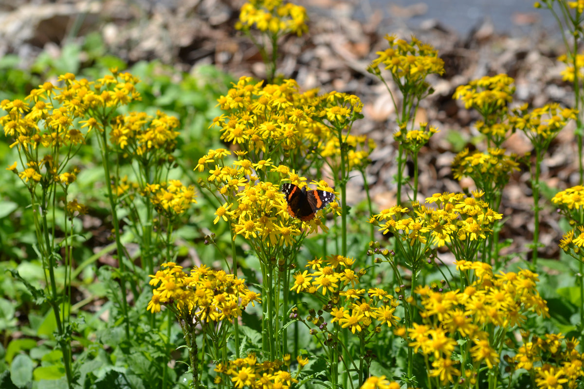 Packera obovata (Golden Groundsel)