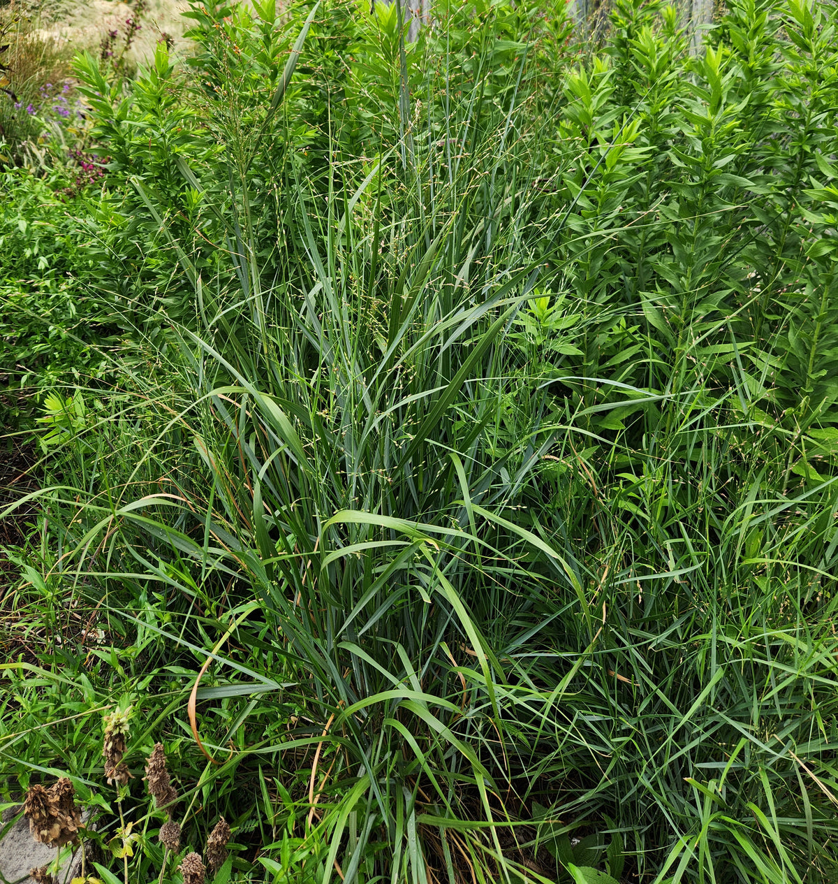 Panicum virgatum (Switchgrass)