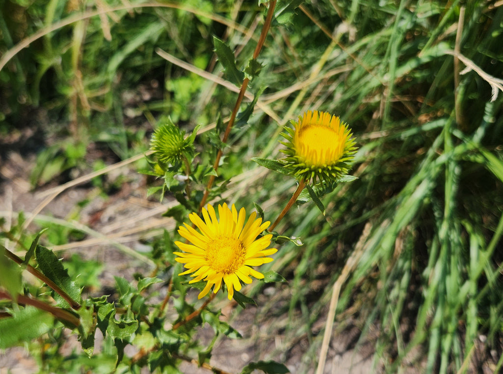 Grindelia squarrosa Curlycup Gumweed