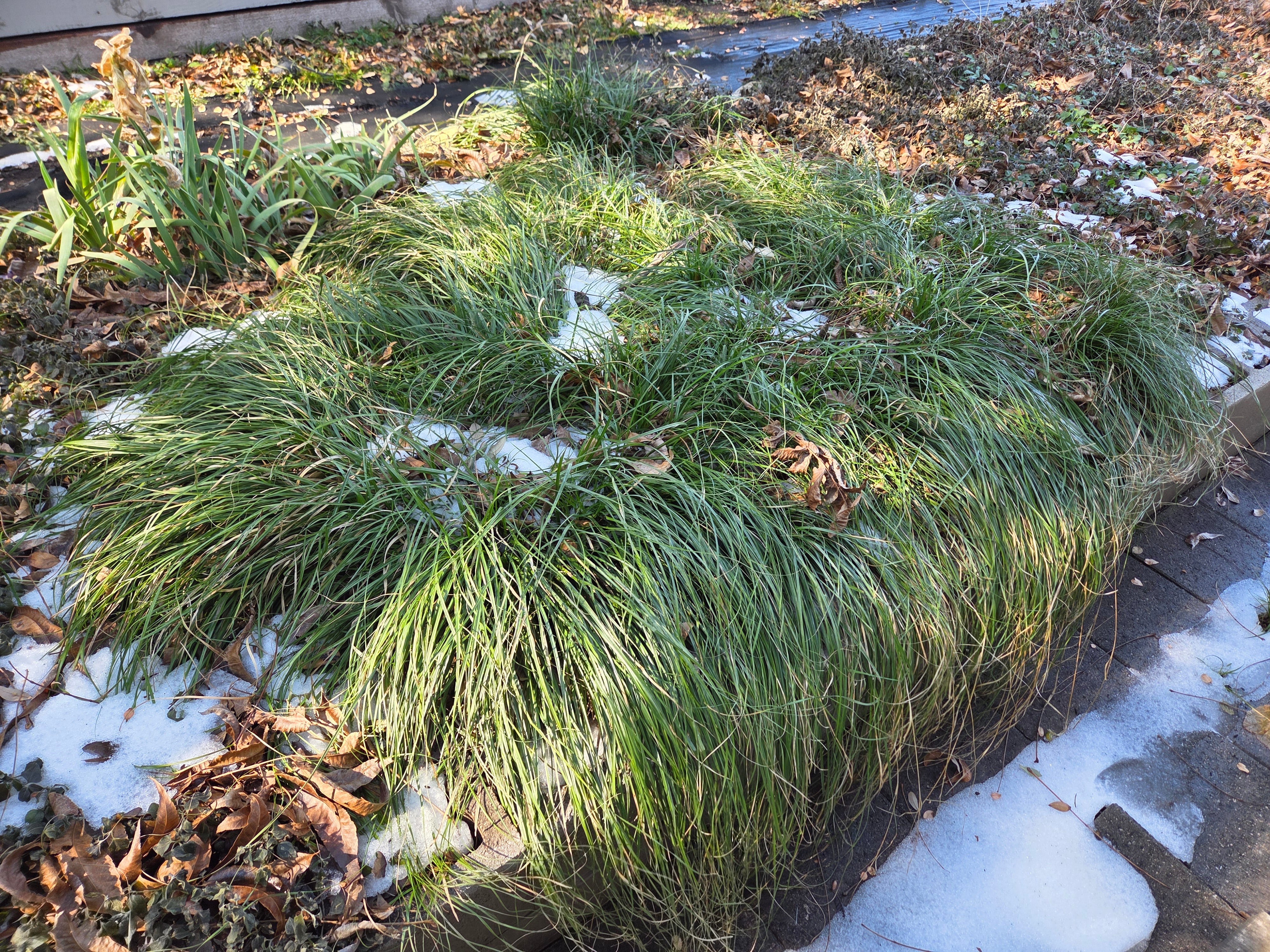Carex cherokeensis (Cherokee Sedge)