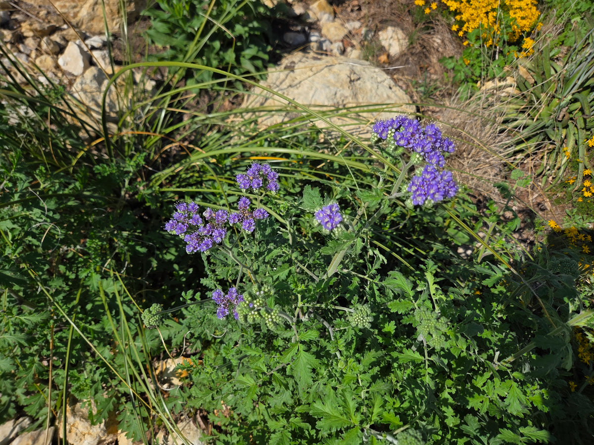 Phacelia congesta (Blue Curls)
