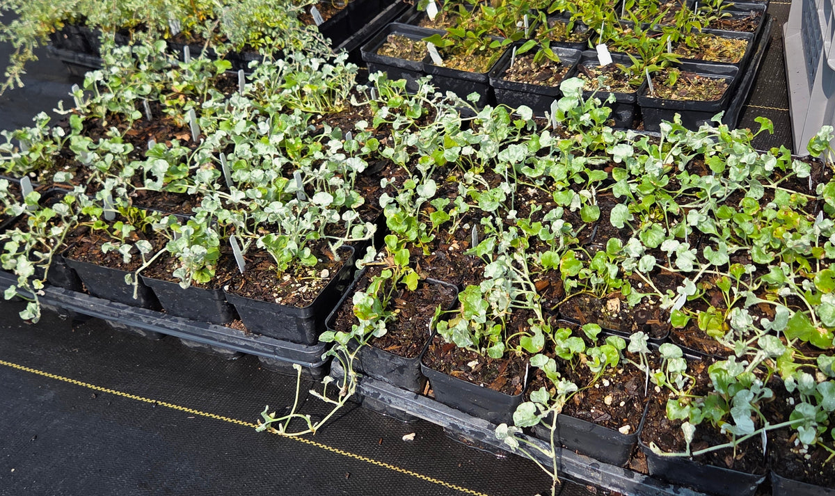 Dichondra argentea Silver Ponyfoot