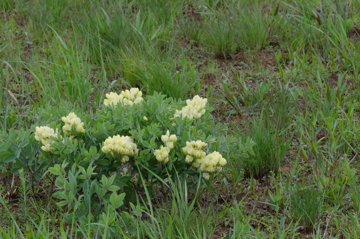 Baptisia bracteata (Cream Wild Indigo)