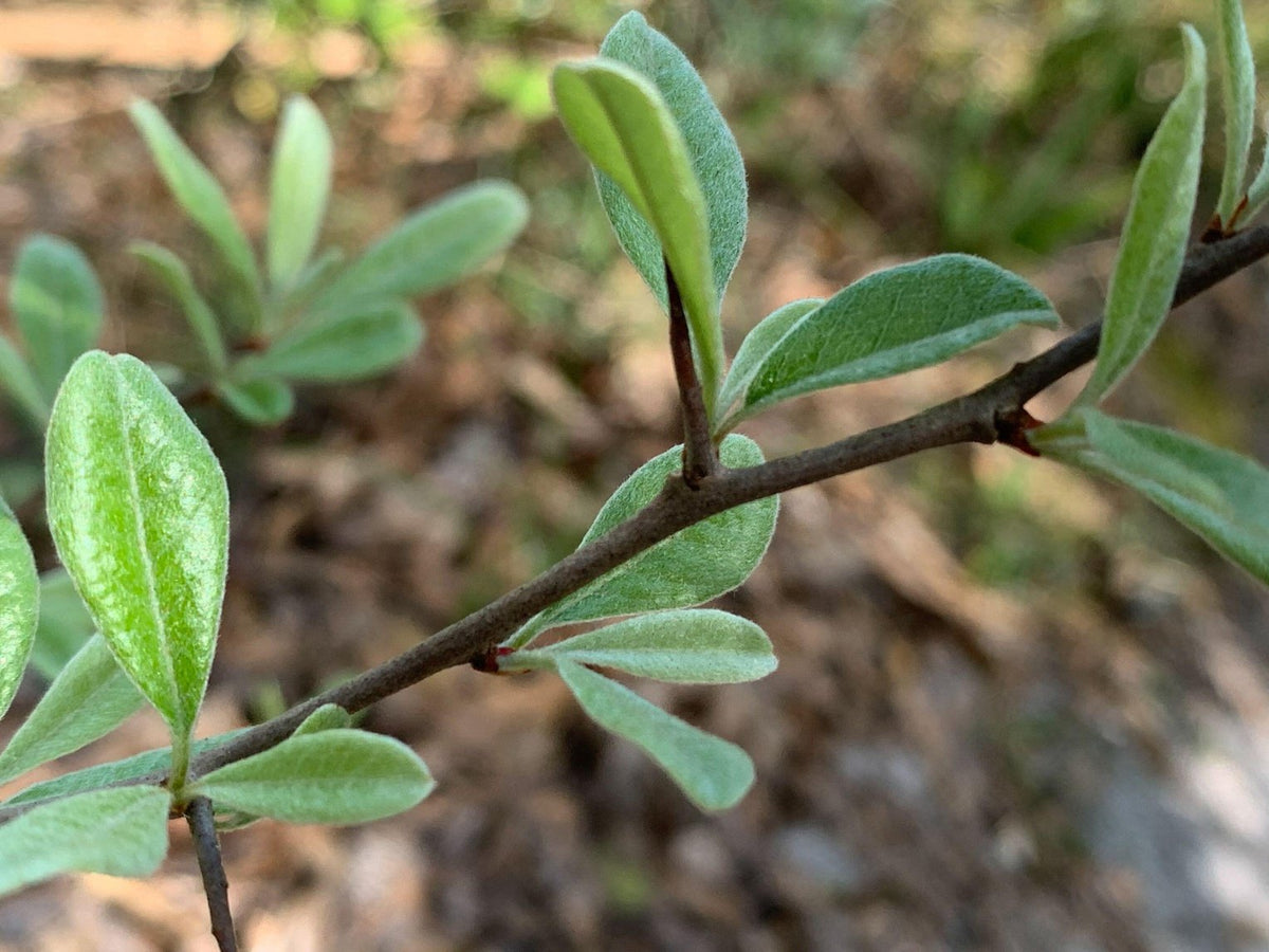 Sideroxylon lanuginosum (Gum Bumelia)