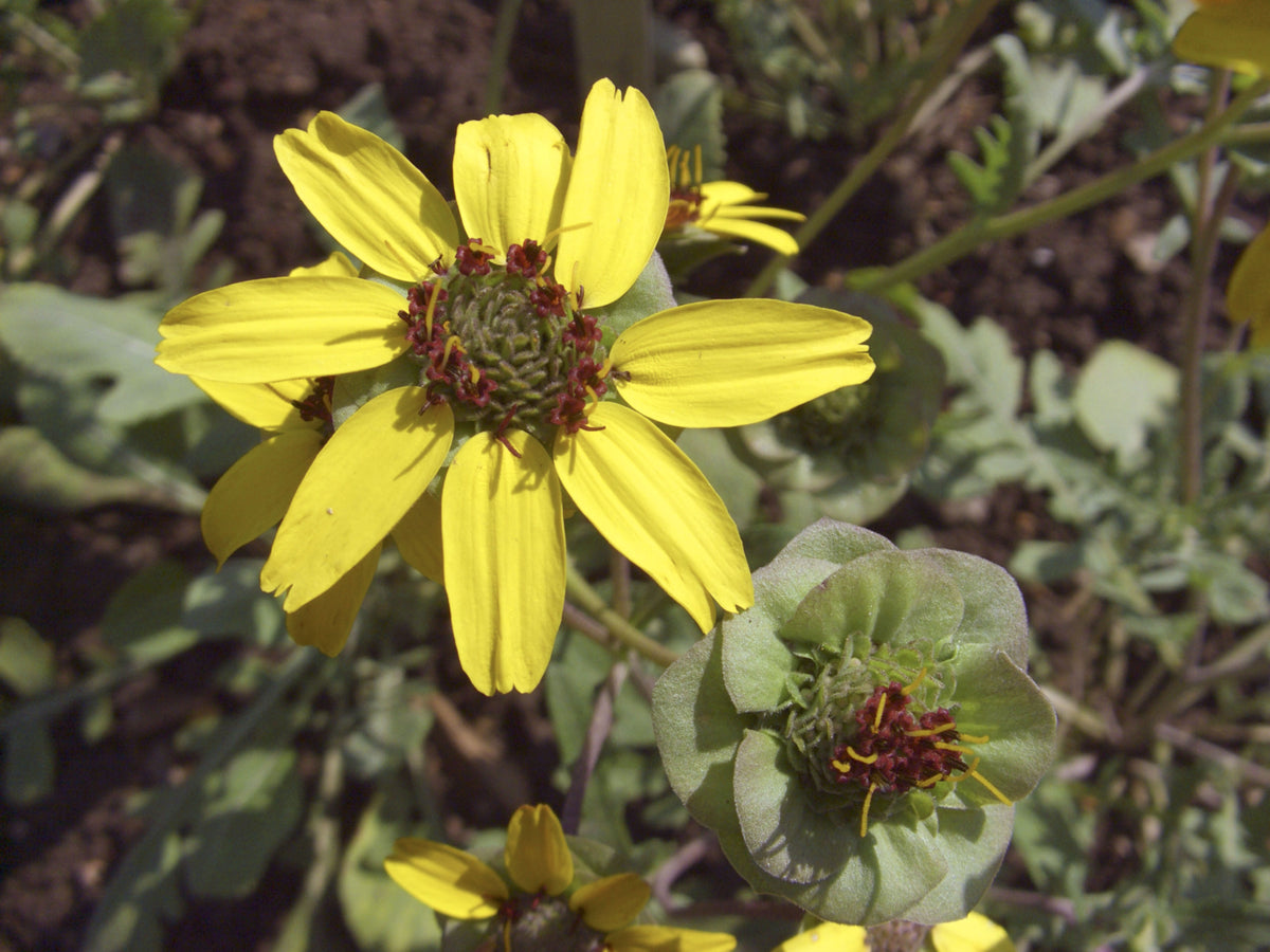 Berlandiera lyrata (Chocolate Daisy)