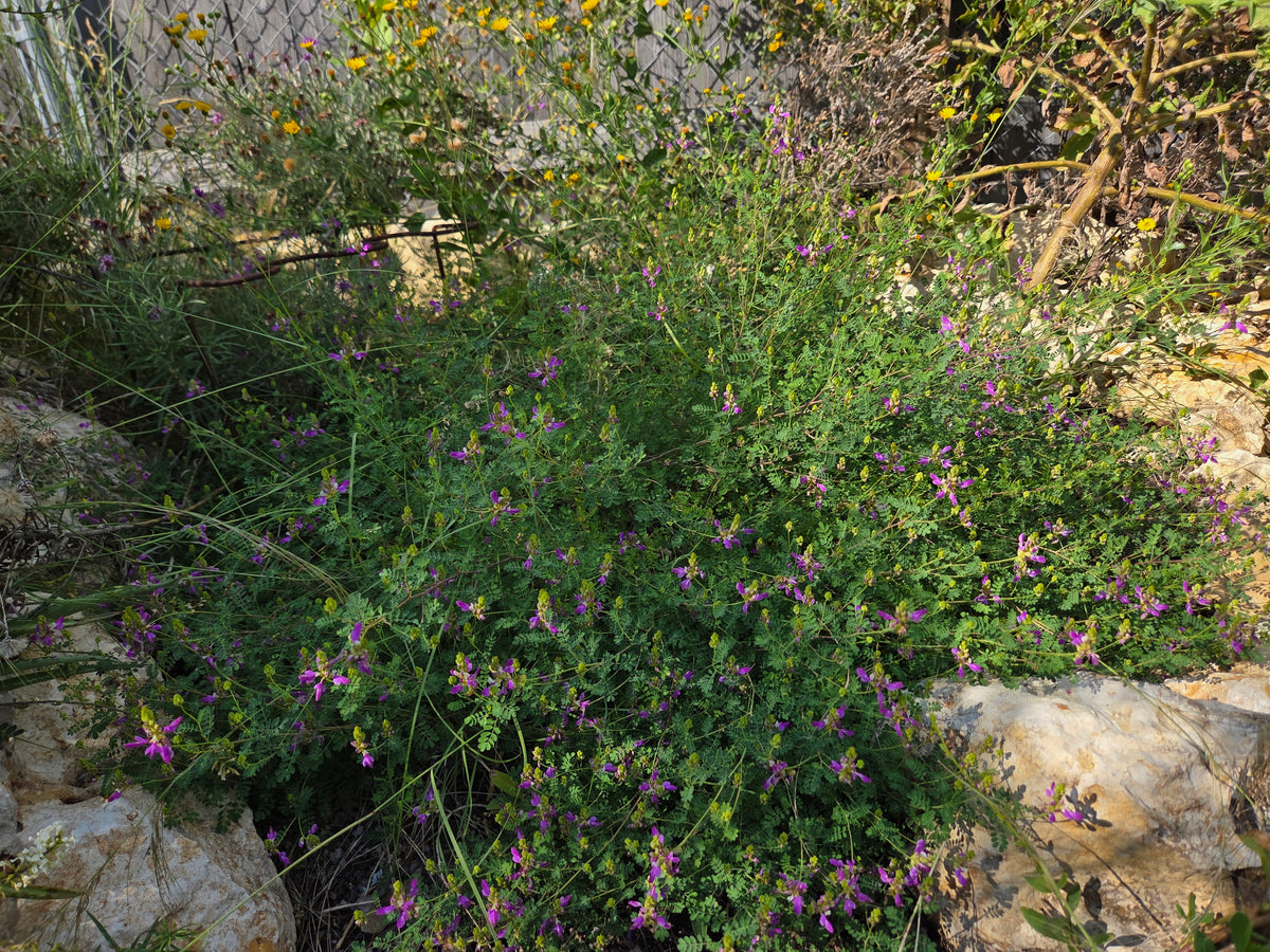 Dalea frutescens (Black Dalea)