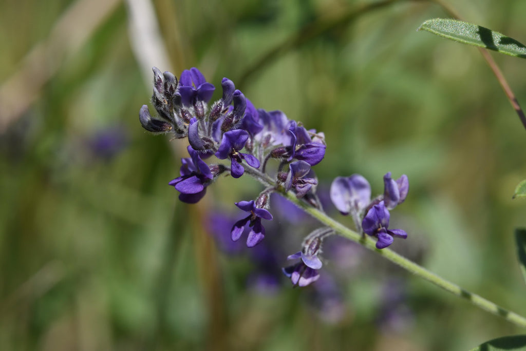 Pediomelum tenuiflorum (Scurfy Pea)