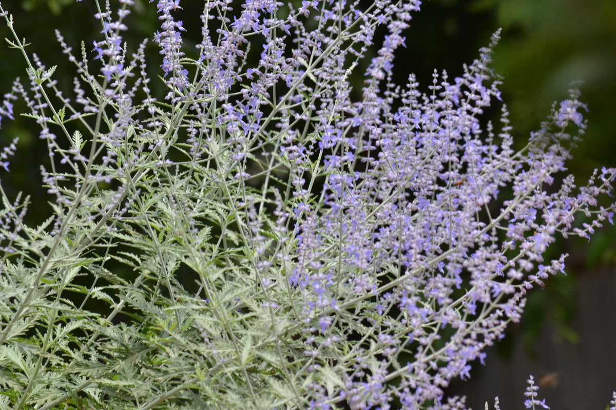 Salvia yangii (Russian Sage 'Blue Jean Baby')