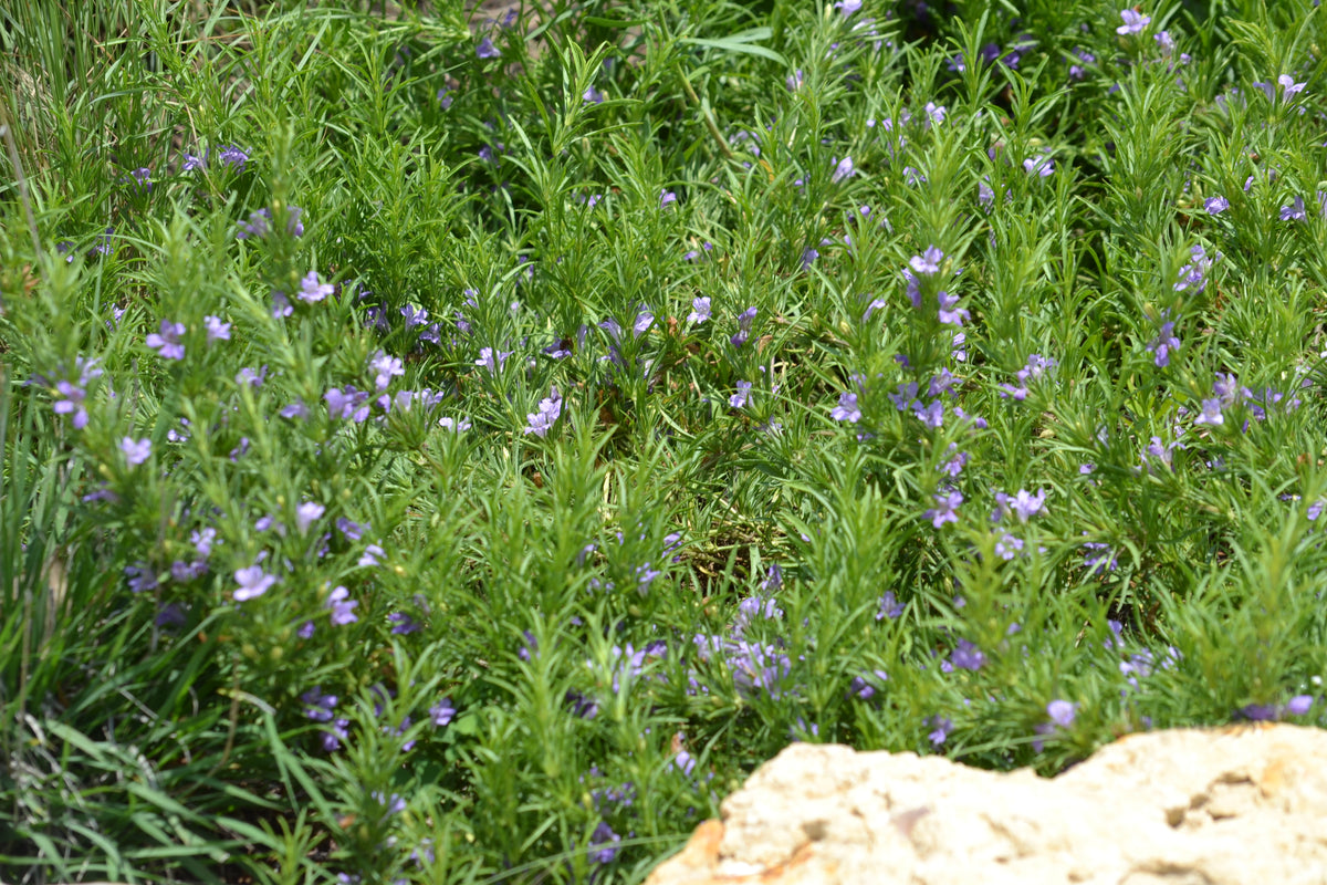 Dyschoriste linearis (Snake Herb)