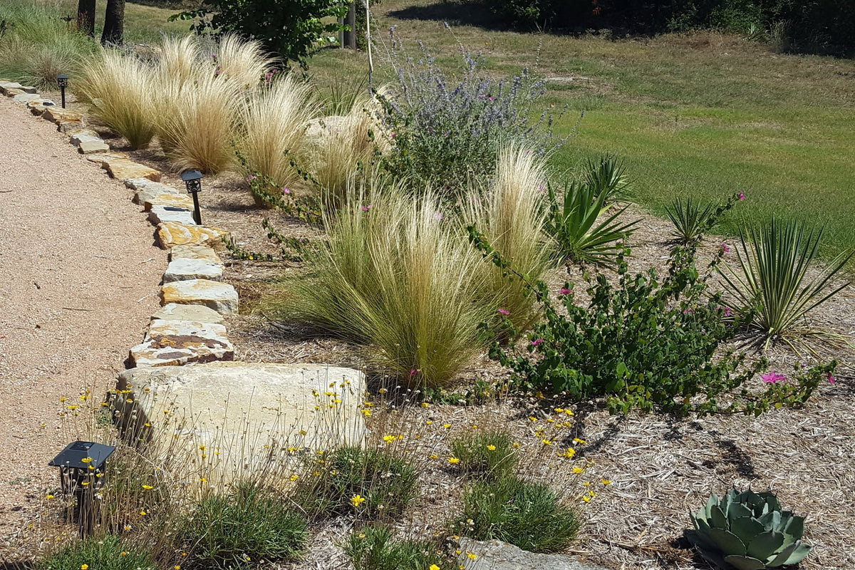 Mexican feather grass (Nassella tenuissima)