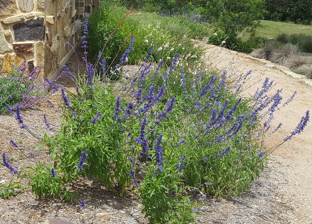 Salvia 'Henry Duelberg' (Salvia farinacea 'Henry Duelberg')