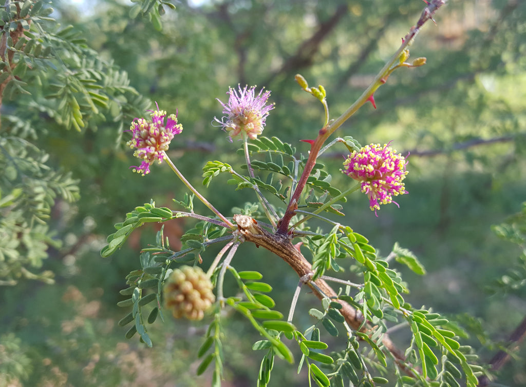 Fragrant mimosa (Mimosa borealis)