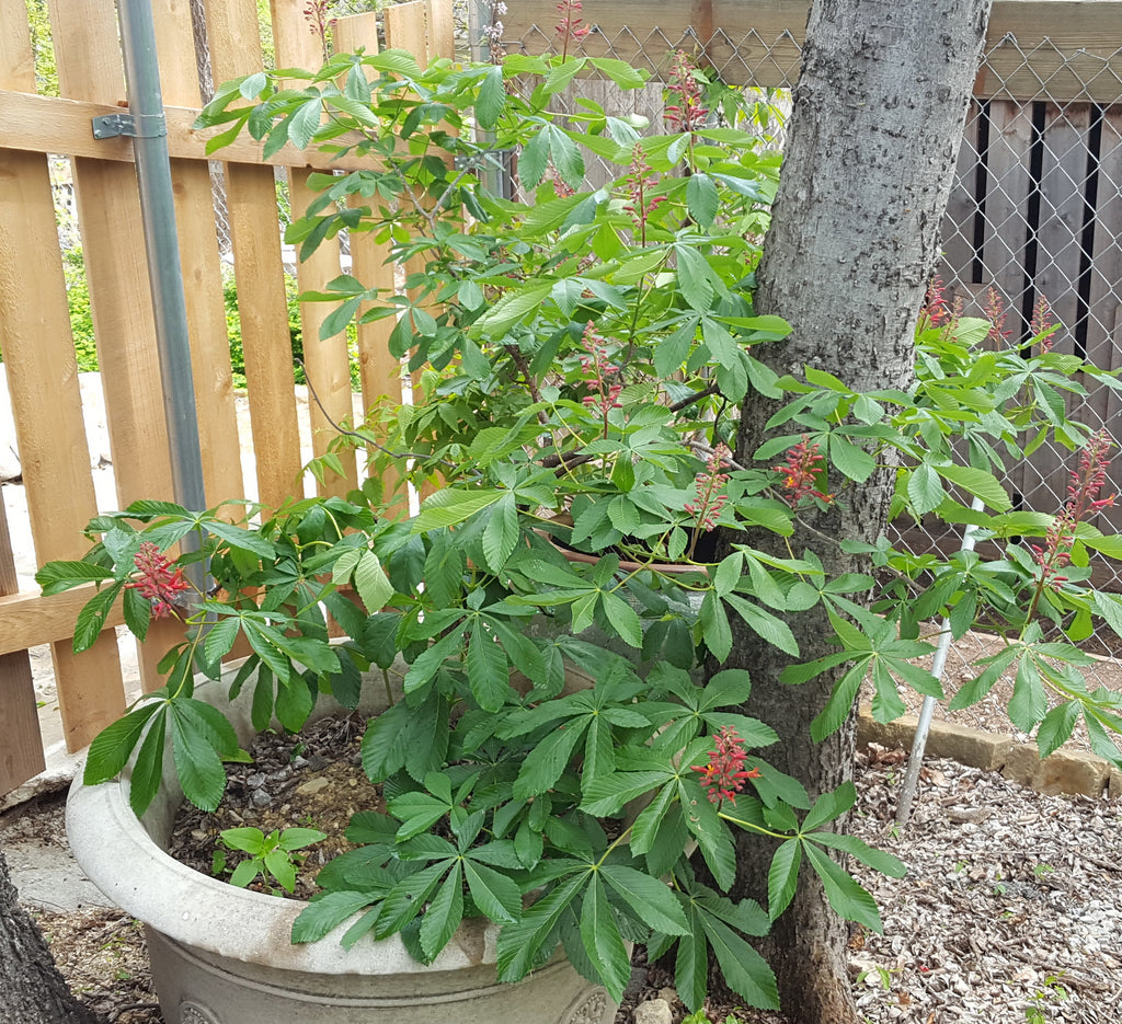 Red Buckeye (Aesculus pavia)