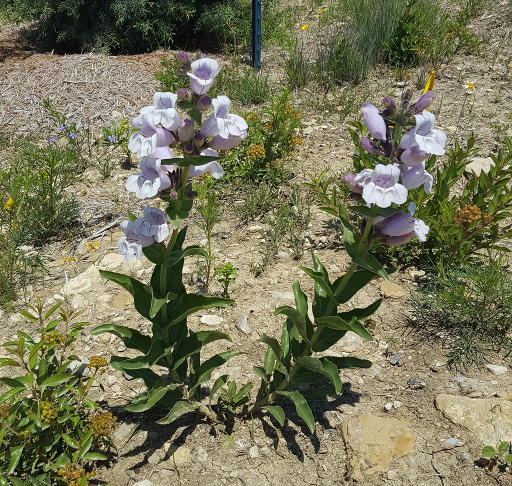 Penstemon cobaea (Prairie Penstemon)