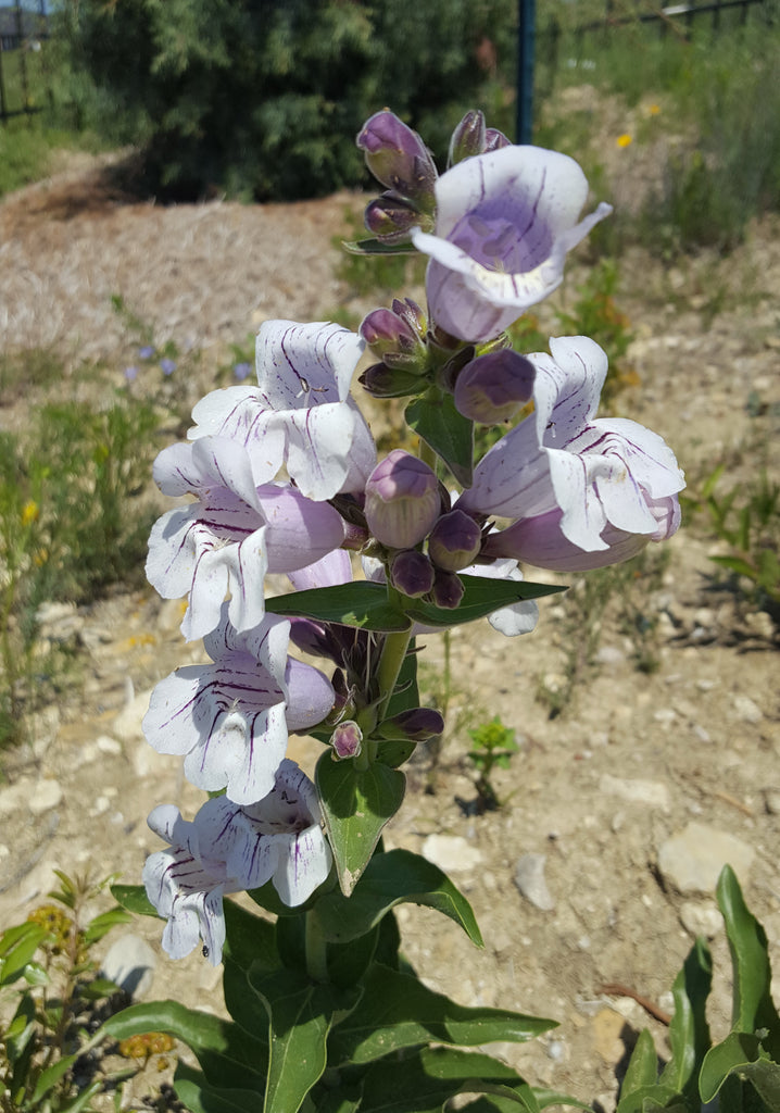 Penstemon cobaea (Prairie Penstemon)