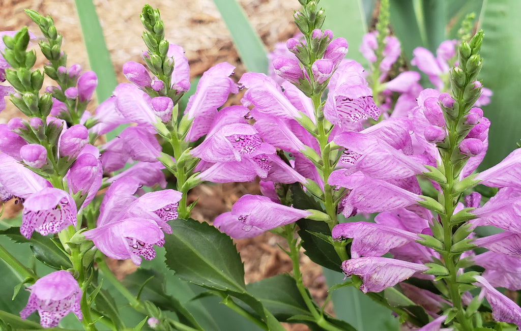 Fall obedient plant (Physostegia virginiana)